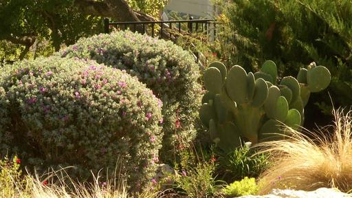 Bloomin’ Tales of Texas Wildflowers Video Thumbnail