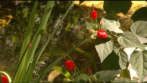 Firewise Gardens Video Thumbnail