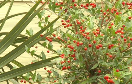 Plants for Pollinators Video Thumbnail