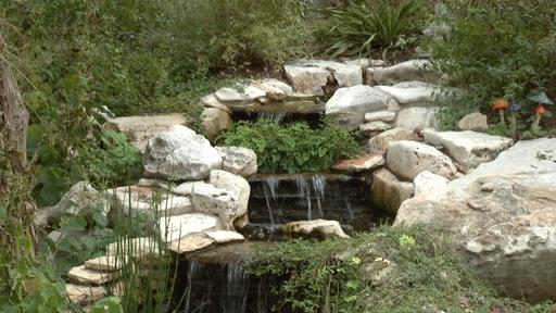 Mushroom, Lichen, & Other Garden Fungi Video Thumbnail