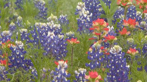 Wildflowers: Seeds of History Video Thumbnail