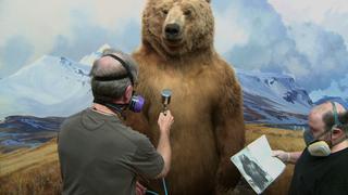American Museum of Natural History Preview