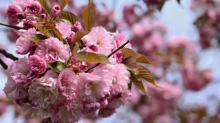 Celebrating Spring with Japanese Cherry Blossoms: A Brooklyn