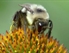 Wild+Kratts: Flower power!