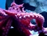 Wild+Kratts: Octopus Power!
