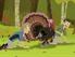 Wild+Kratts: Activate Turkey Power!