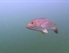 Wild+Kratts: Swimming Like a Fish