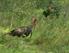 Wild+Kratts: Secret Turkey Lurk