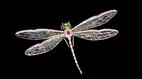 Antiques Roadshow | Appraisal: En Tremblant Dragonfly Pin, ca. 1950 | PBS