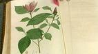 Antiques Roadshow | Appraisal: "Jardin de la Malmaison" Book | PBS