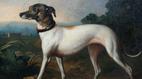 Antiques Roadshow | Appraisal: 19th-Century British Dog Portrait | PBS