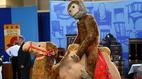 Antiques Roadshow | Appraisal: Large Steiff Camel & Monkey, ca. 1908 | PBS