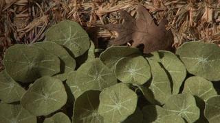 Terese Agnew - The Harveys