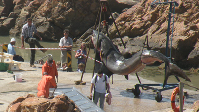 Great White Shark - Preview