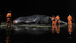 Sperm Whale - Preview