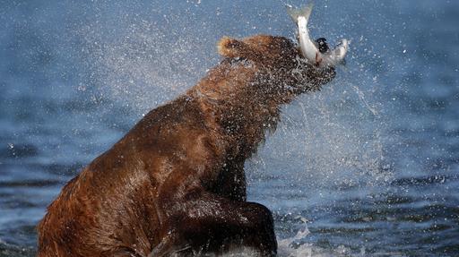 The Surprise Salmon Video Thumbnail