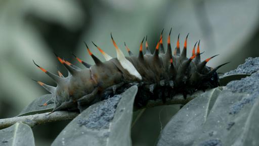 Ash Runners Video Thumbnail