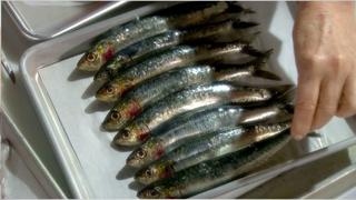 Signs of a Healthy Fish