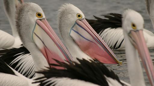 Outback Pelicans Video Thumbnail