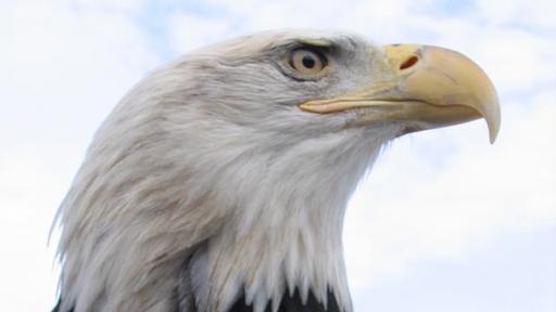 American Eagle Video Thumbnail