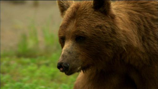 Fortress of the Bears Video Thumbnail