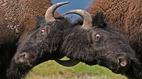 Nature: Moment of Impact: Hunters & Herds