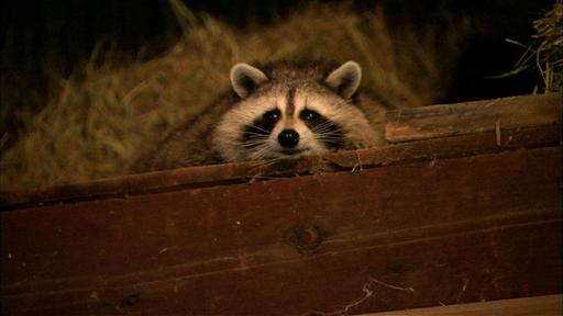 Raccoon Nation Video Thumbnail