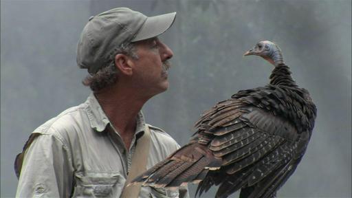 My Life as a Turkey Video Thumbnail