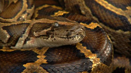 Invasion of the Giant Pythons Video Thumbnail