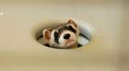 Nature: The Loneliest Animals