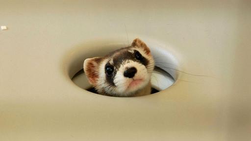 The Loneliest Animals Video Thumbnail