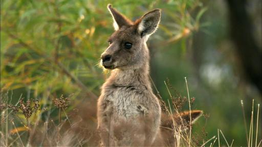 Kangaroo Mob Video Thumbnail