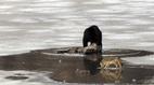 Nature: Clash: Encounters of Bears and Wolves