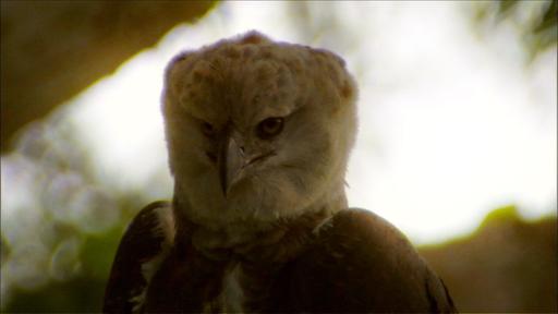 Jungle Eagle Video Thumbnail