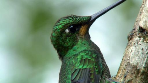 Hummingbirds: Magic in the Air Video Thumbnail