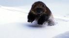 Nature: Wolverine: Chasing the Phantom