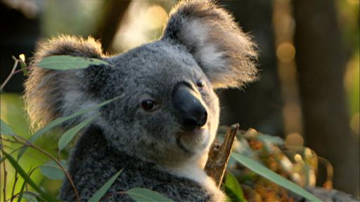 Cracking the Koala Code Video Thumbnail
