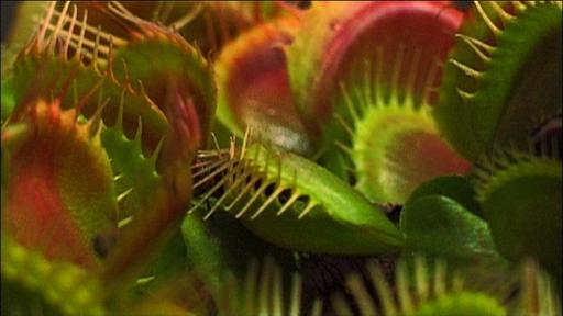 What Plants Talk About Video Thumbnail