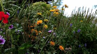 What Plants Talk About