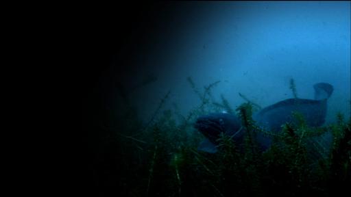 The Mystery Of Eels Video Thumbnail