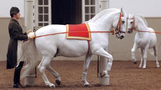 Legendary White Stallions Video Thumbnail
