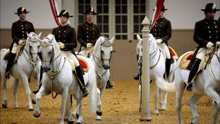 Legendary White Stallions Preview