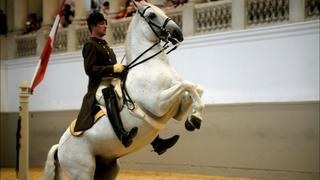 The World Famous Lipizzaner Stallions