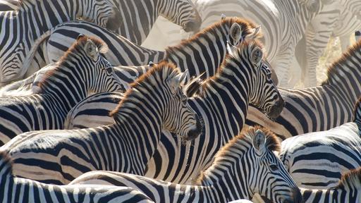 Great Zebra Exodus Video Thumbnail