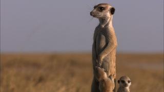 Posturing Meerkat Pups
