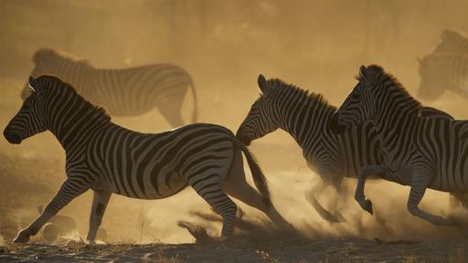 Great Zebra Exodus Video Thumbnail