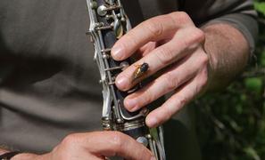 David Rothenberg Jams with the Cicadas