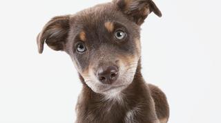 What Are Animals Thinking? Preview