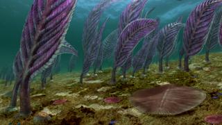 Australia: Life Explodes