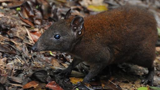 Australia’s First 4 Billion Years: Strange Creatures Video Thumbnail